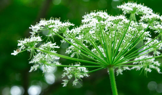 Angelica Root: The Ancient Herb Making a Comeback in Modern Skincare